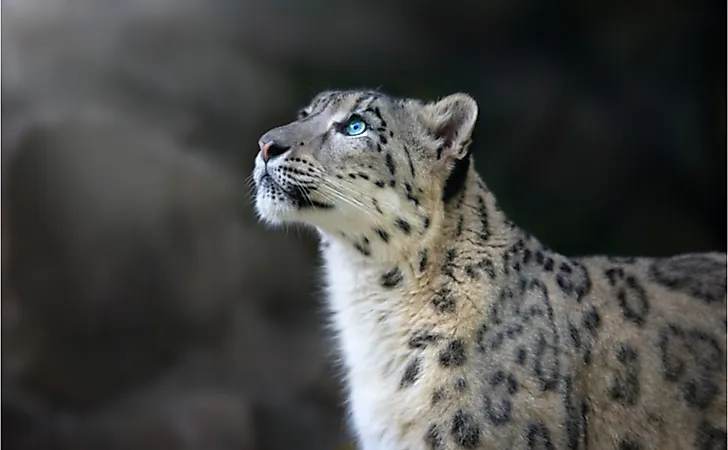 How Is The Snow Leopard Adapted To Its Environment? - WorldAtlas How Is The Snow Leopard Adapted To Its Environment? - WorldAtlas