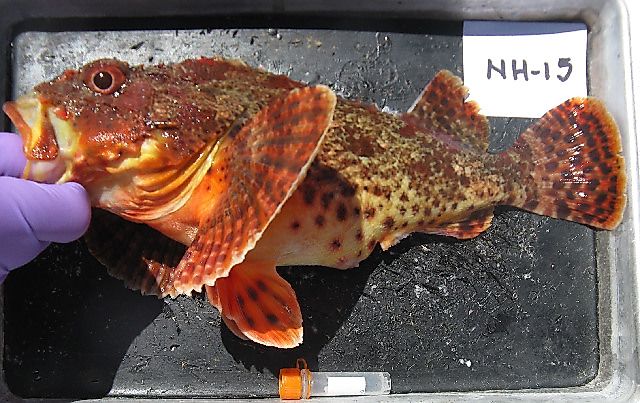California scorpionfish