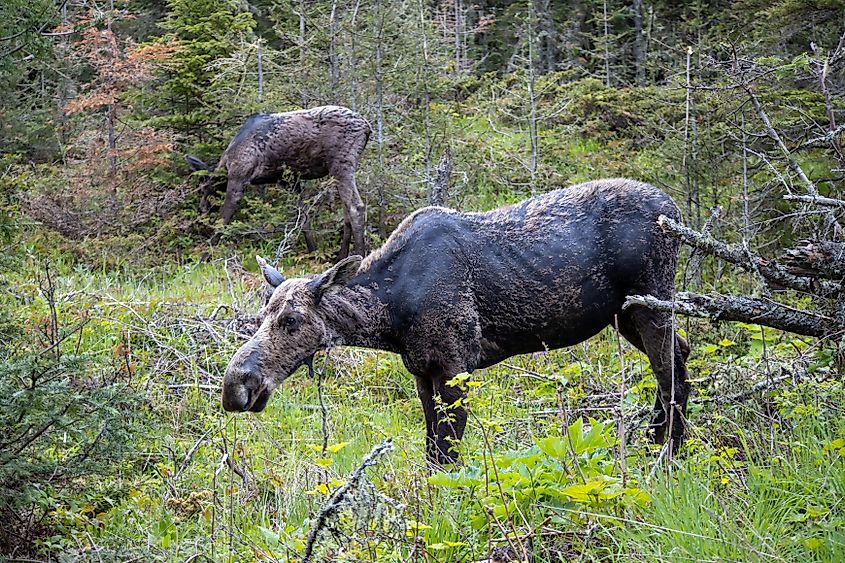 A female moose stands in the foliage with her calf behind her at Isle Royale National Park in Michigan.