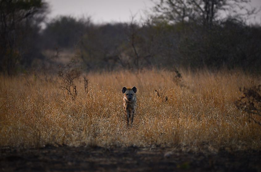 Kruger National Park