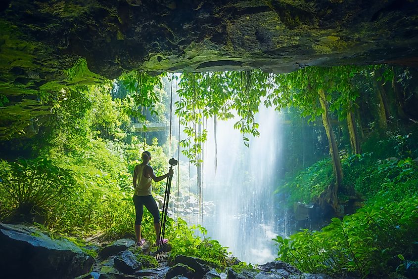 Dorrigo National Park,
