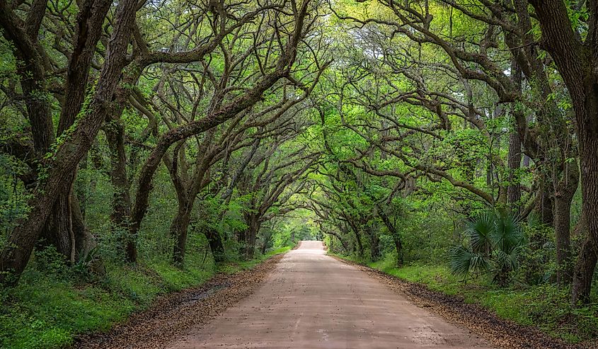 Botany Bay dirt road in South Carolina.