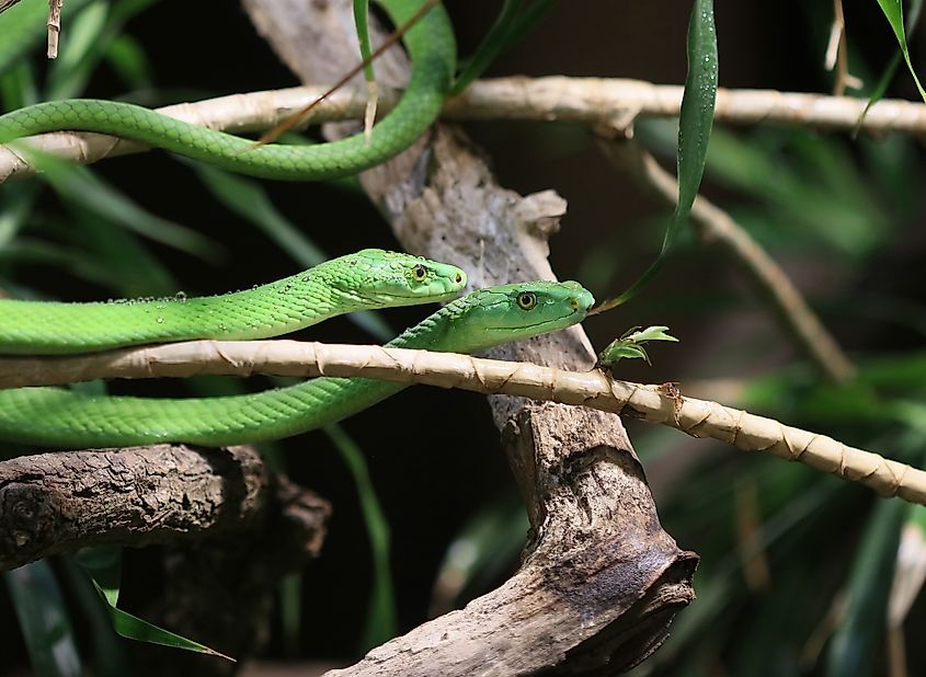 Eastern green mamba snakes.
