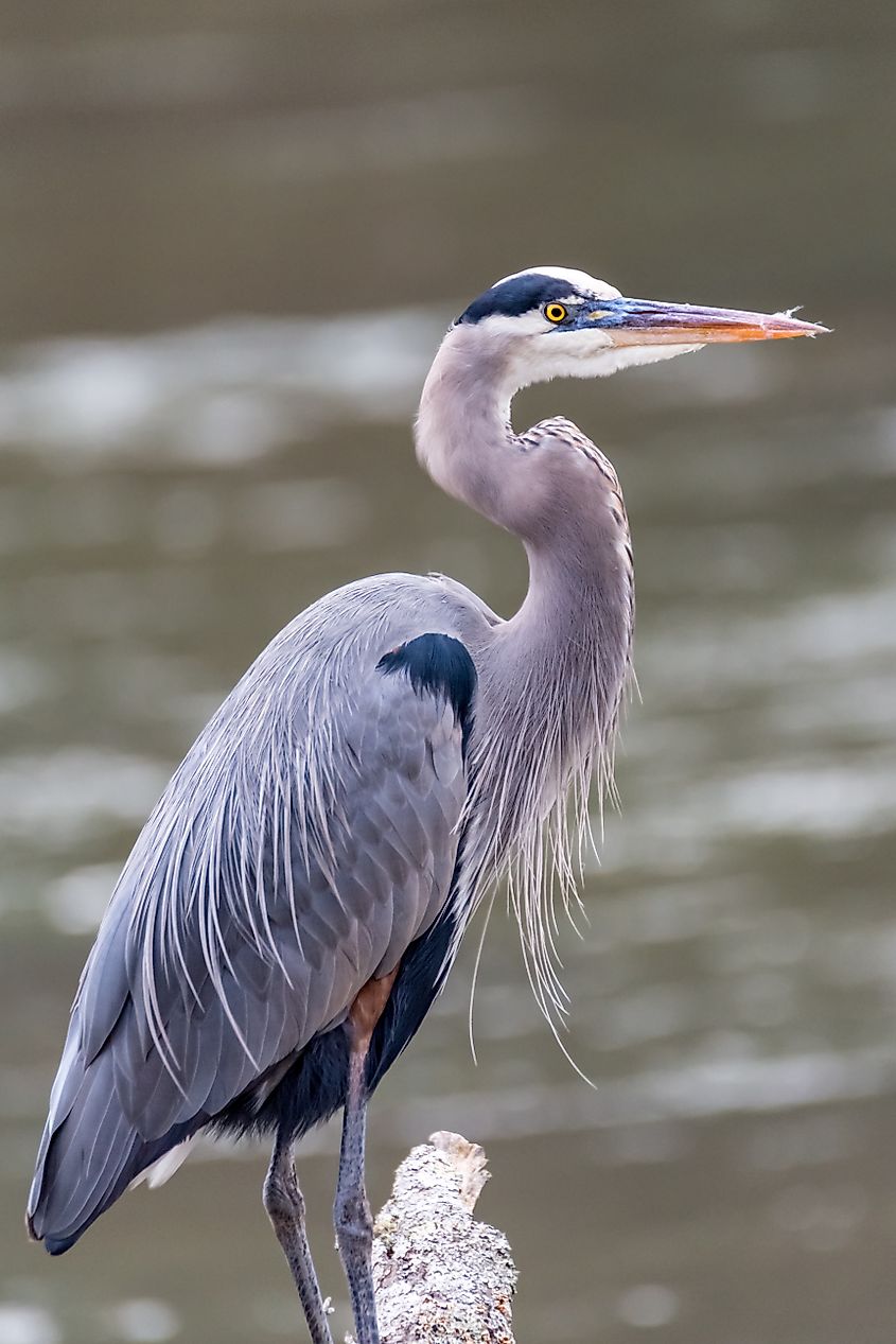 Great blue heron found when hiking near the Chattahoochee River.