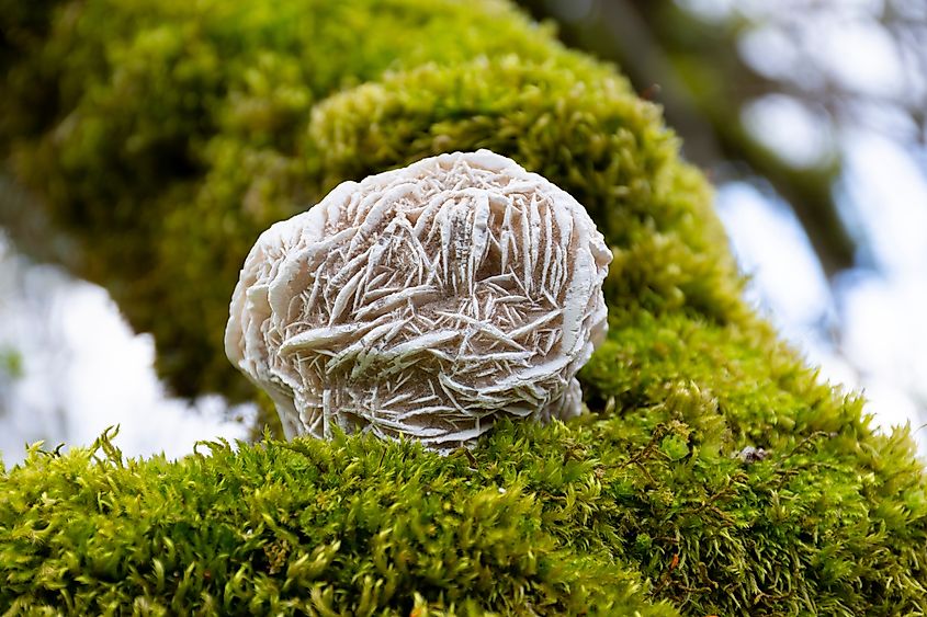 A close up image of a large desert rose healing crystal resting on a bed of thick green moss.