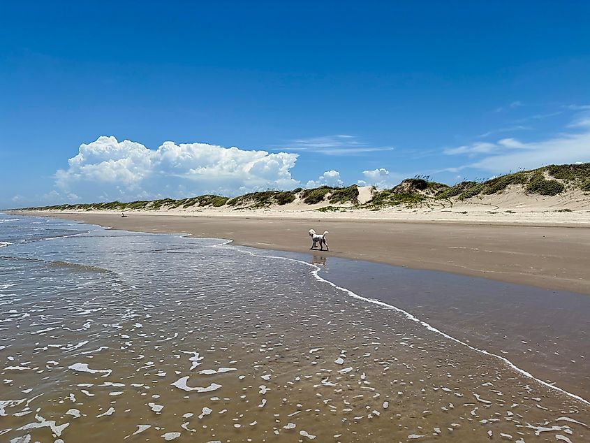 The long shoreline and dunes of Padre Island, Texas.