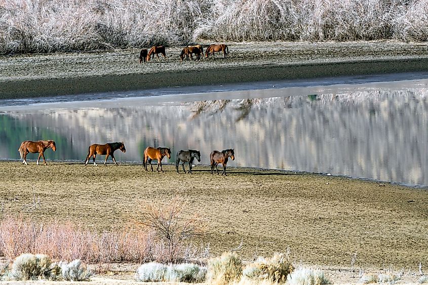 Wild Mustang horses walking along Washoe Lake near Reno, Nevada