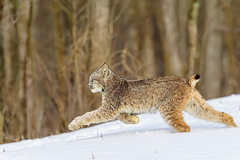 A Canadian lynx jumping in the snow.