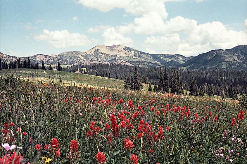 Mt. Jefferson and Indian Paintbrush, via Metrodyne on Wikipedia