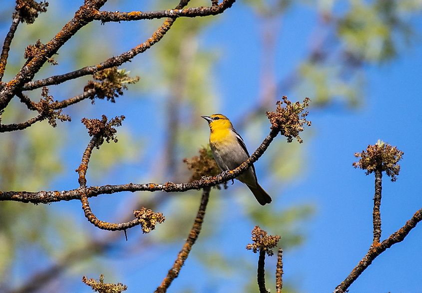 A Bullock's oriole in the woods outside Ashland, Oregon.