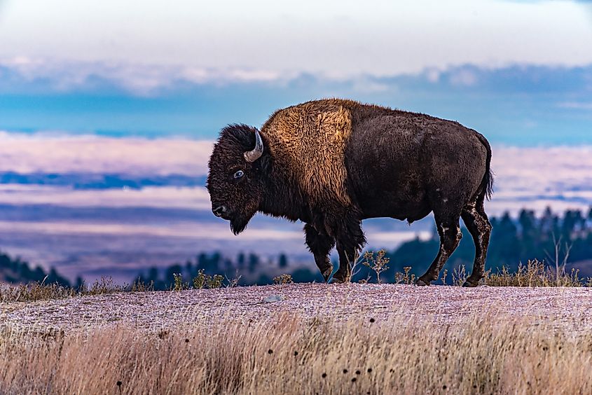 Sturdy Bison Stands in Wind Cave National Park (Randy Runtsch / Shutterstock)