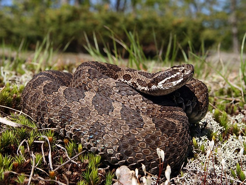 Eastern Massasauga Rattlesnake (Sistrurus catenatus catenatus) from Ontario, Canada.