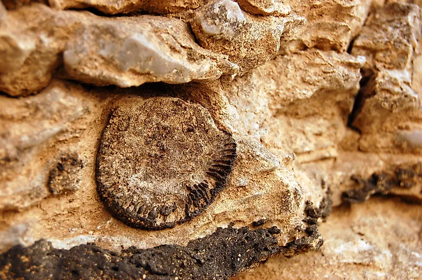 A fossil of early life is embedded into the limestone at Falls of the Ohio State Park in Indiana
