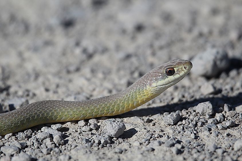 Western Yellow-bellied Racer (Coluber constrictor mormon),