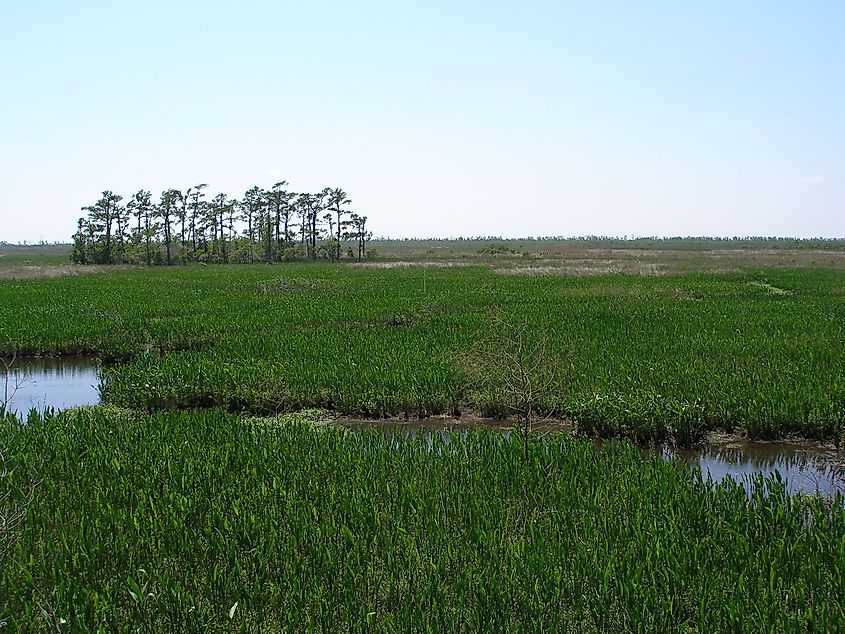 Barataria Preserve in Jean Lafitte National Historical Park and Preserve