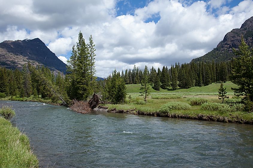 The Soda Butte Creek flowing through the wilderness.