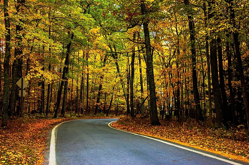 Road winding through Michigan’s Tunnel of Trees in Northern Michigan