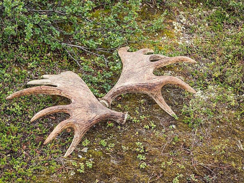 Moose antlers lying on the ground with moss and arctic shrubs