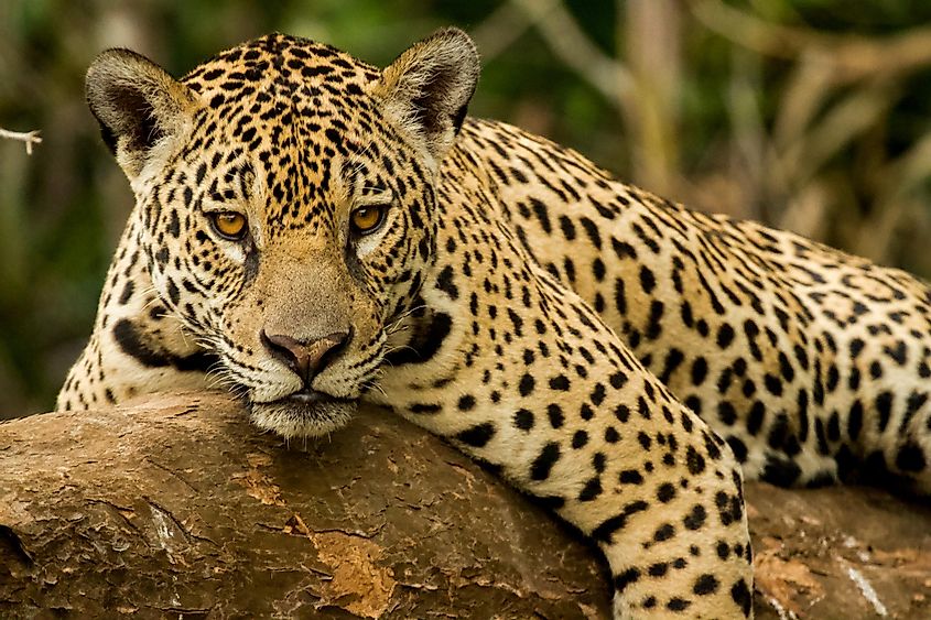 A jaguar in the Amazon rainforest.