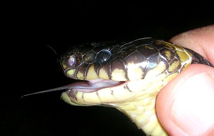 Close-up of a banded krait (Bungarus fasciatus) head showing distinctive black and yellow banding