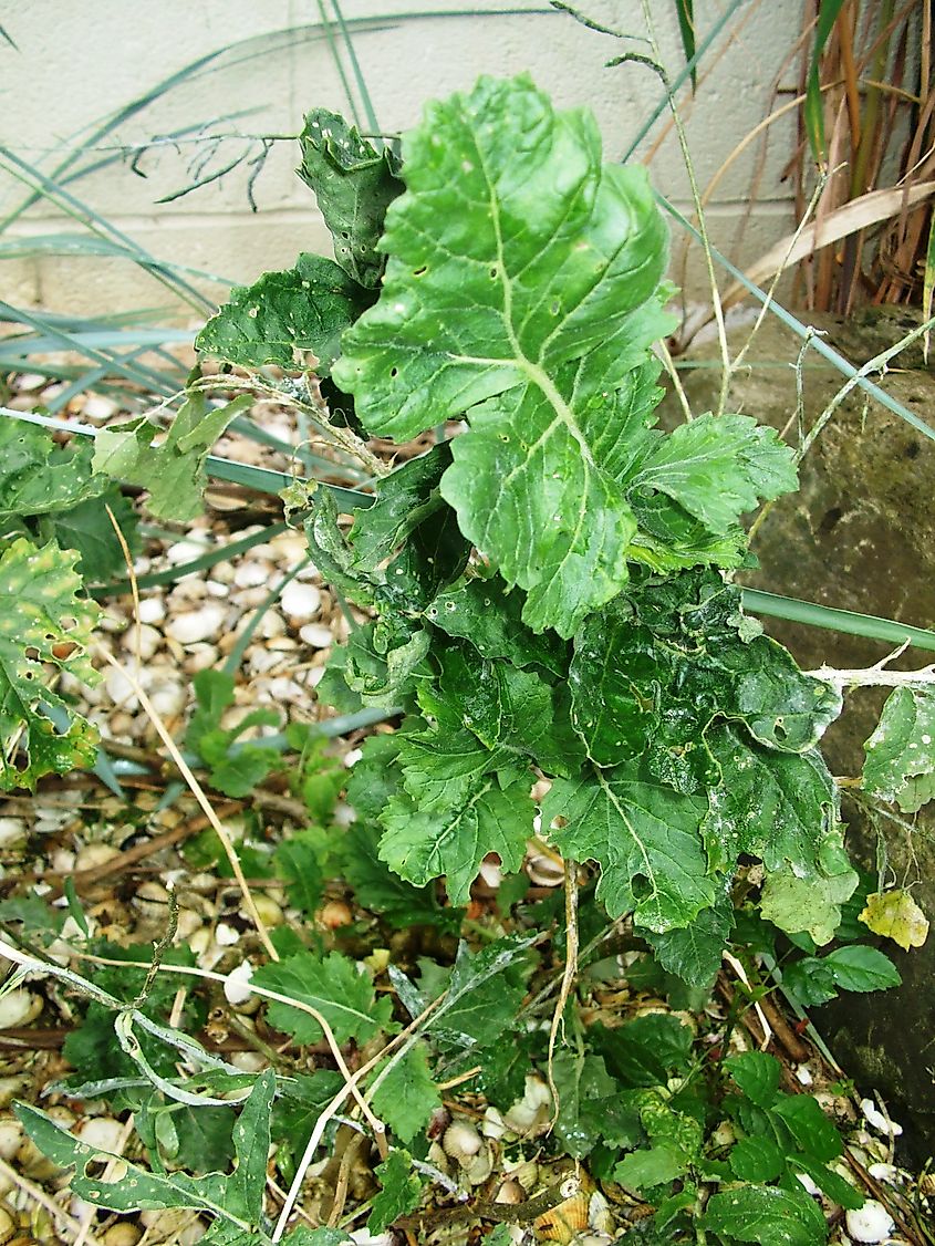 Lundy cabbage growing at Bristol Zoo