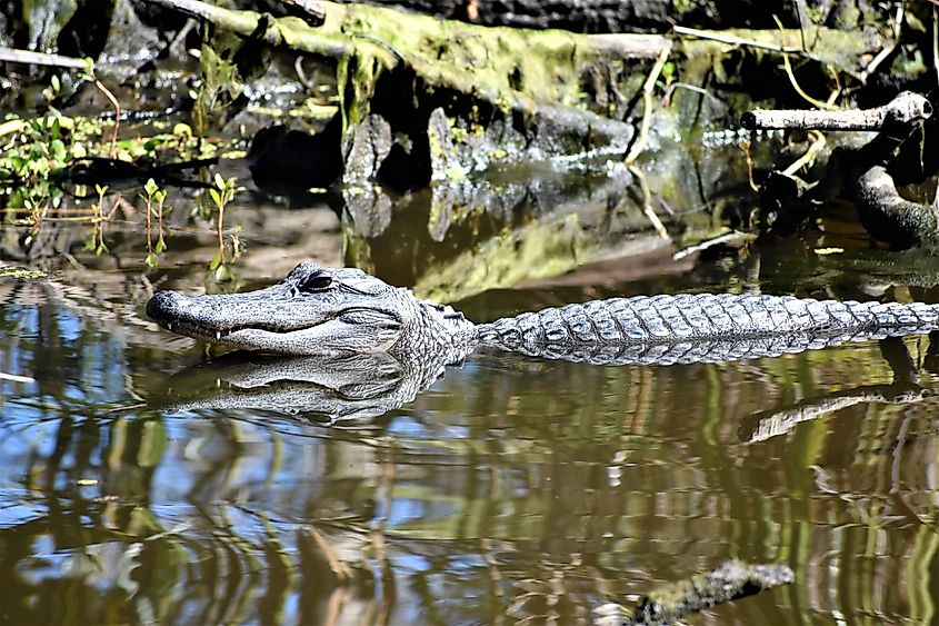 Jean Lafitte National Historical Park and Preserve in Louisiana.