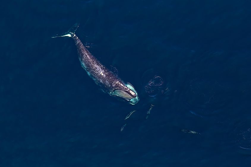 A majestic North Atlantic right whale in the ocean.