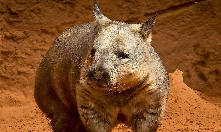 Rare Northern Hairy-Nosed Wombat in its natural habitat of Queensland, Australia. Critically endangered marsupial species resting near burrow in dry grassland conservation area. Via Shutterstock / Harsha Madusanka.