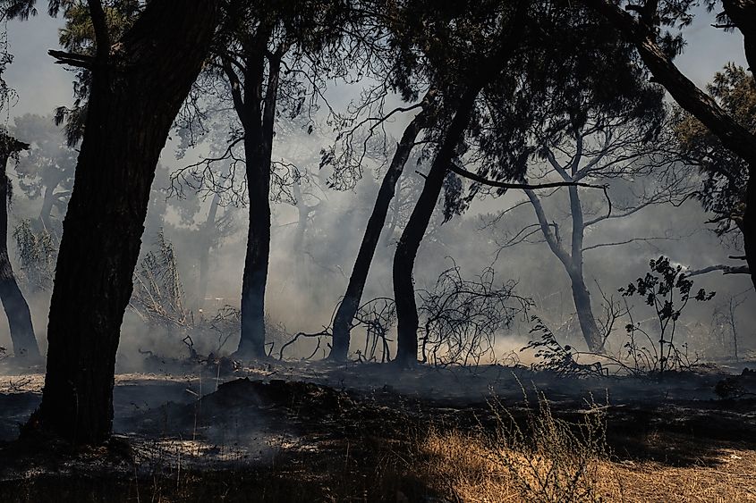 Burned Forest with Mist and Smoke After Fire.