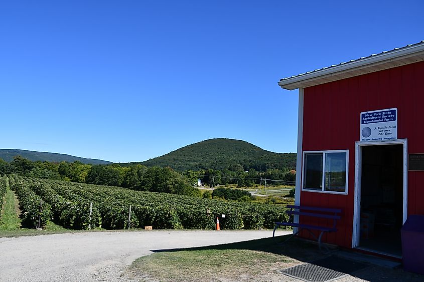 Grape Farm at Jeromes U Pick Grapes in Naples, New York.