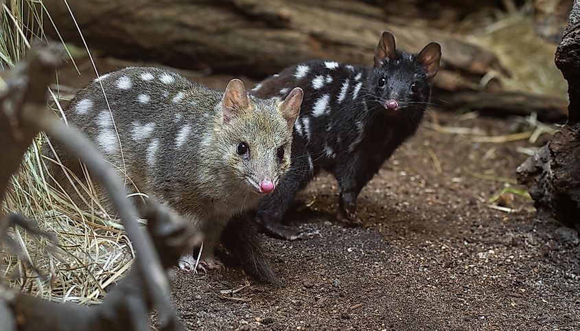 Two Eastern quolls standing next to each other.