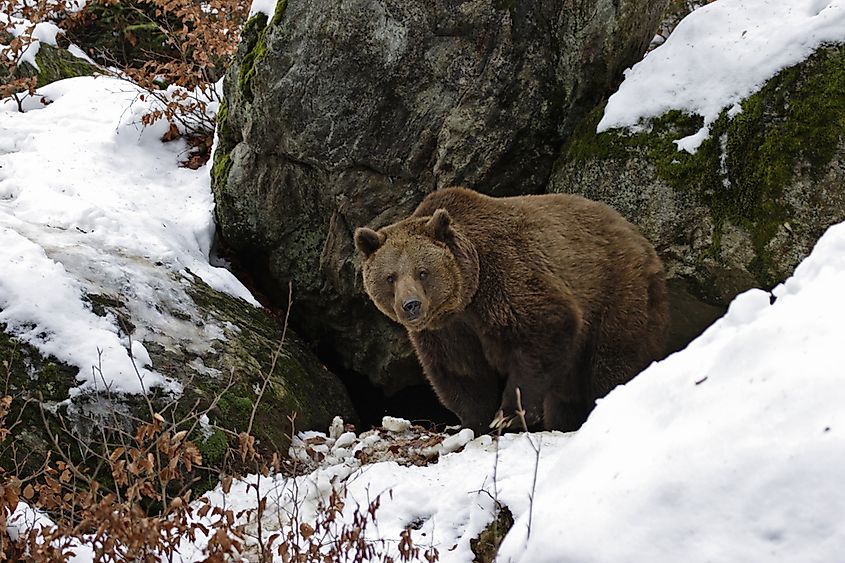 10 Animals Who Hibernate - WorldAtlas
