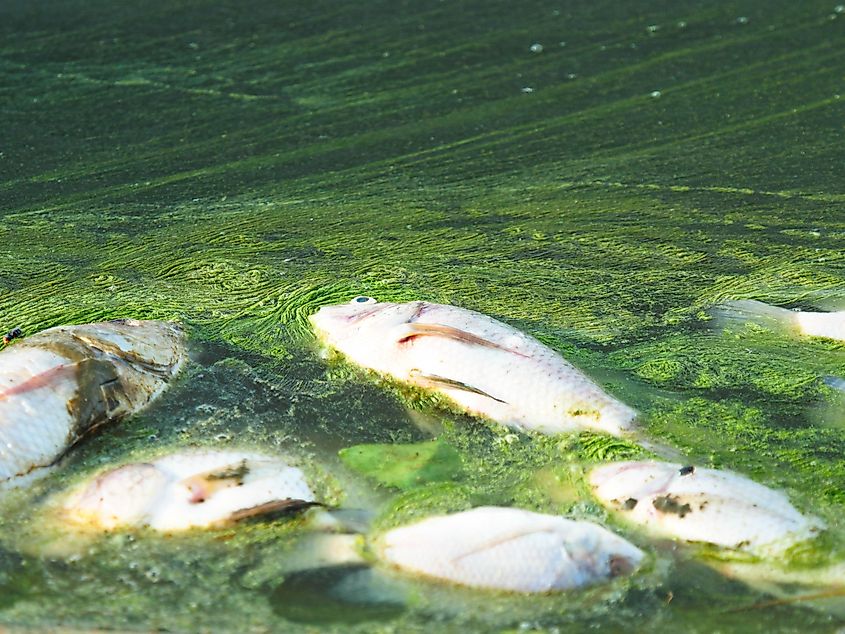 Dead fish in a lake.