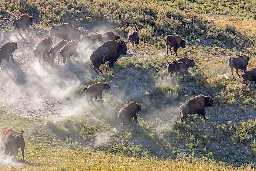 Herd of Bison Stampede.