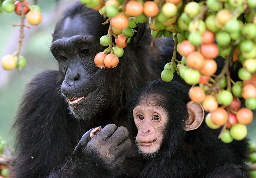 A mother chimpanzee and infant feeding on Ficus fruit in Kibale National Park, Uganda