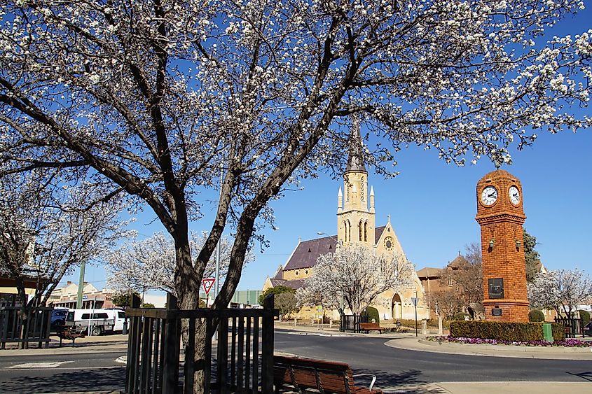 Mudgee, NSW Church and Clock Tower viewed from behind a White Cherry Blossom Tree