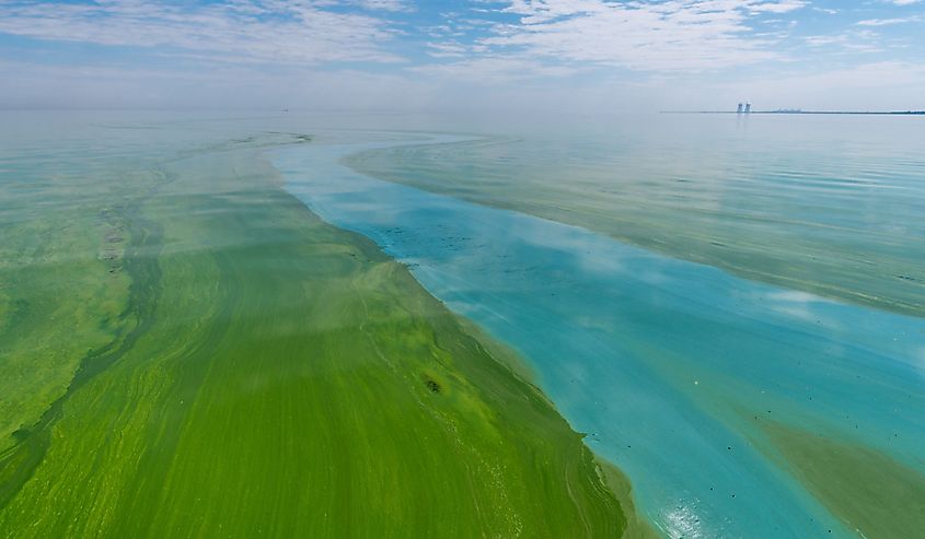 Water pollution by blooming blue-green algae, Cyanobacteria is world environmental problem