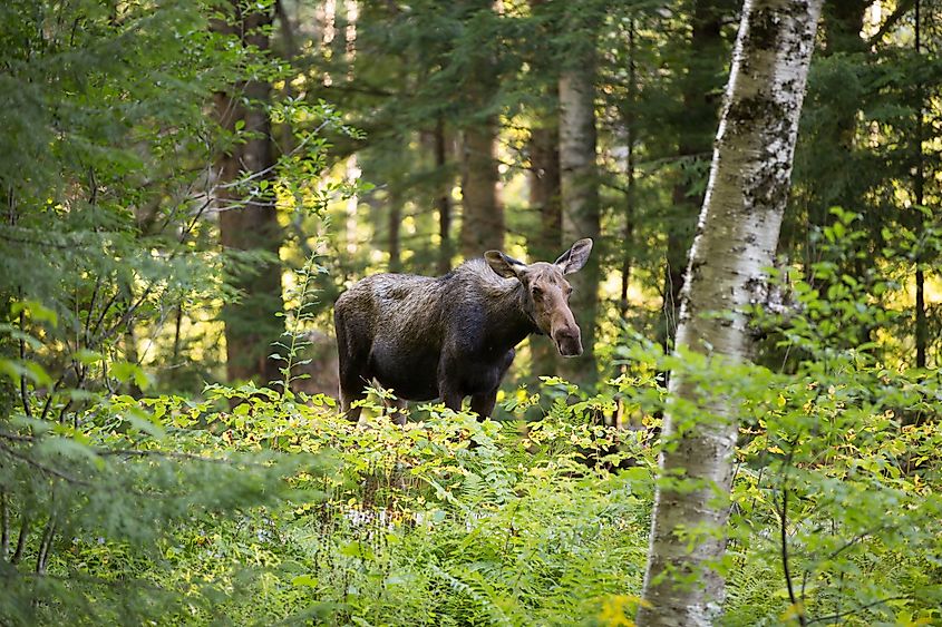 moose in white mountains