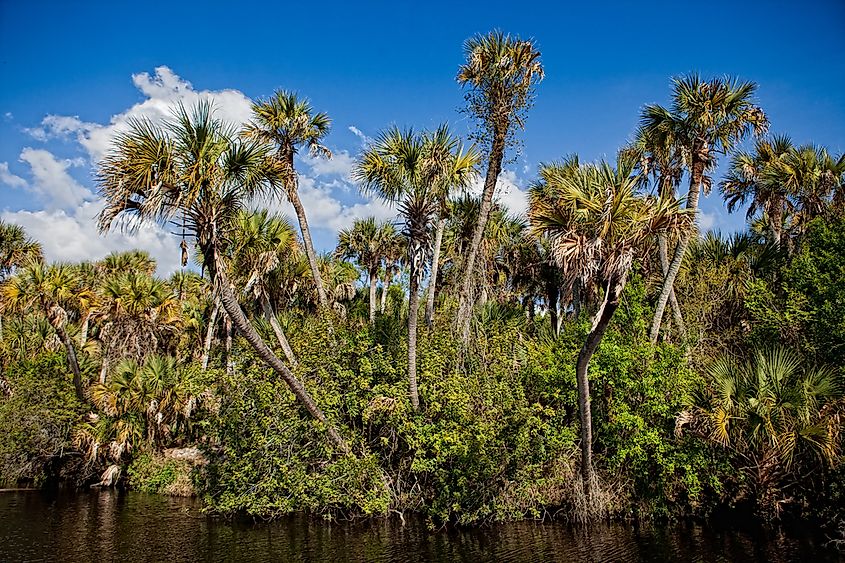 legation breast date are palm trees native to florida rinse Take out ...