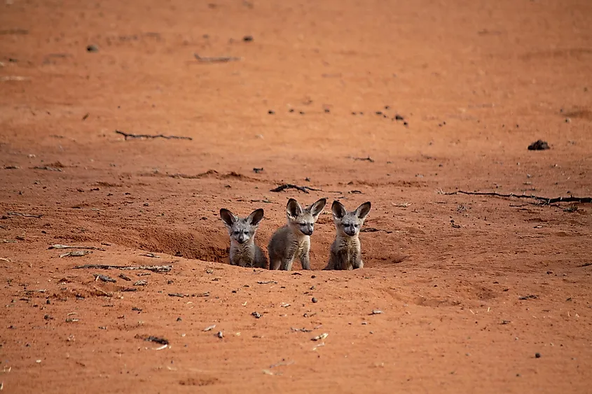 fennec fox