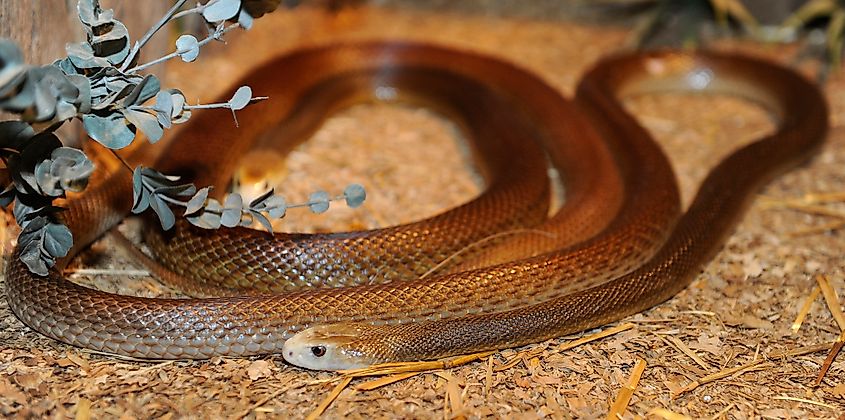 A coastal taipan.