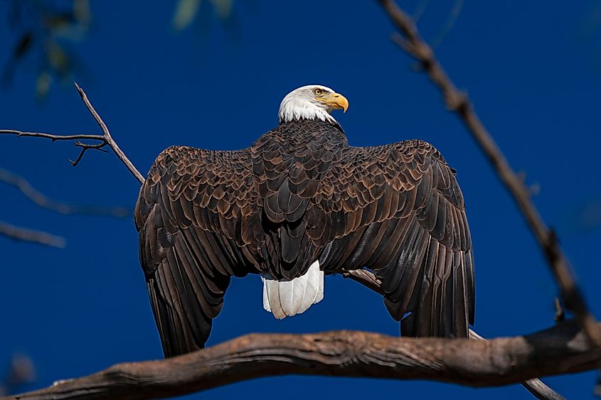 A bald eagle with its wings spread out.