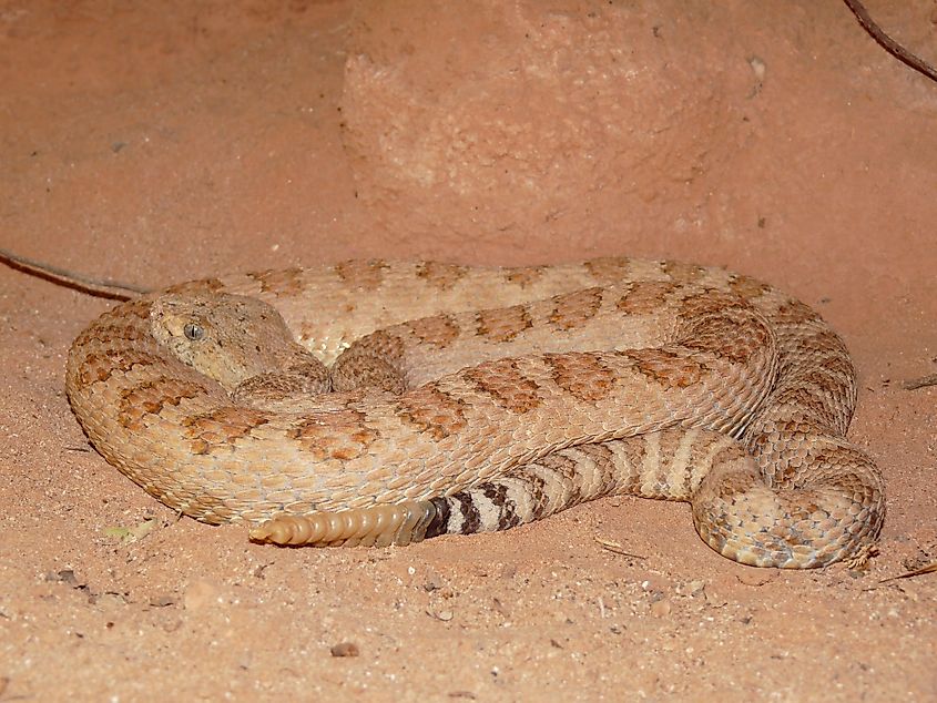 A Grand Canyon rattlensnake, Crotalus oreganus abyssus, from Havasu Canyon, Arizona.