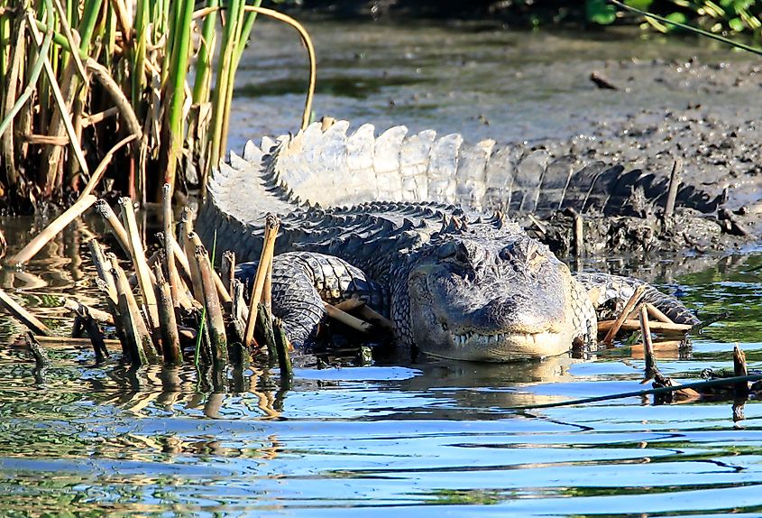 Alligator (A. mississippiensis) Beaumont, Texas. 