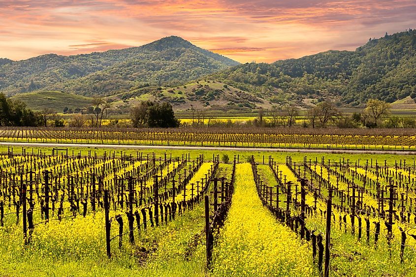 Beautiful sunset sky on autumn vineyards in Napa Valley, Wine Country, California