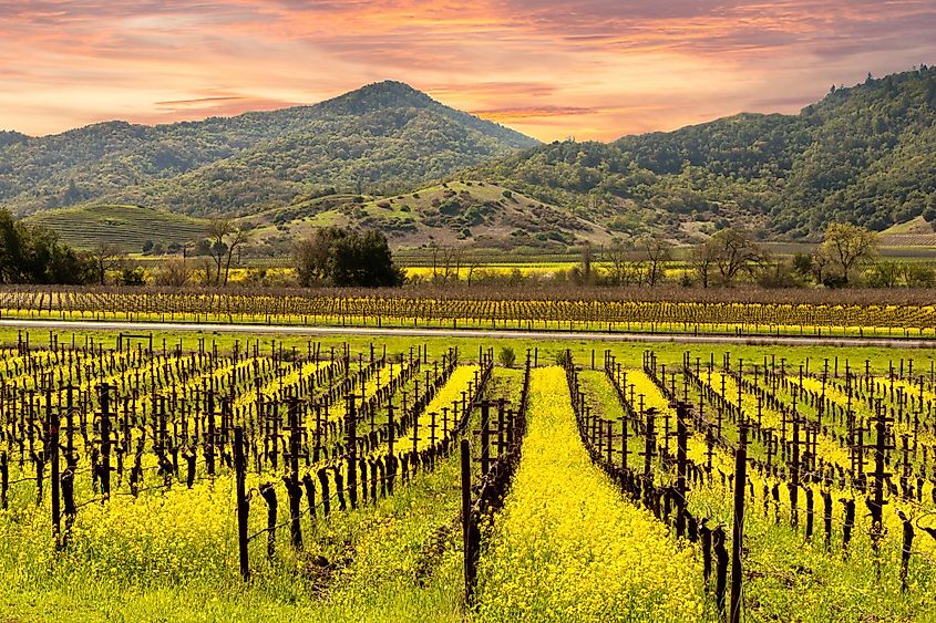 vineyard in Yountville