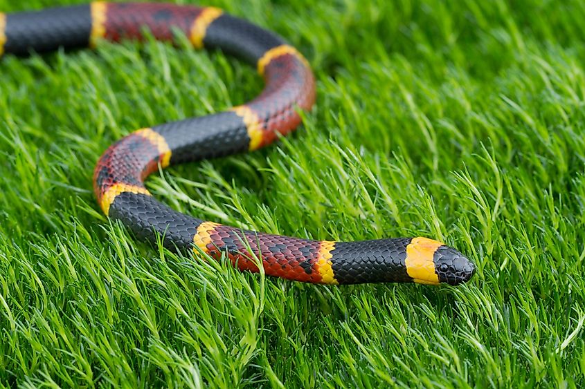 Venomous Eastern Coral Snake (Micrurus fulvius).