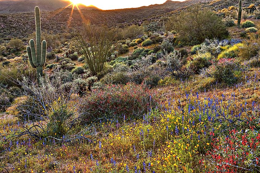 Rattlesnakes are a significant predator in the Sonoran desert.