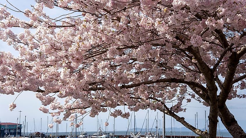 Astoria Riverwalk, Oregon, Spring Weekend.