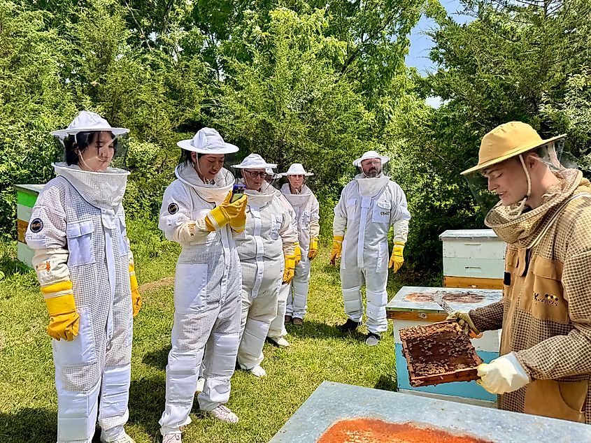 A beekeeping tour with Dry Creek Beekeeping. Photo courtesy of Dry Creek Beekeeping.